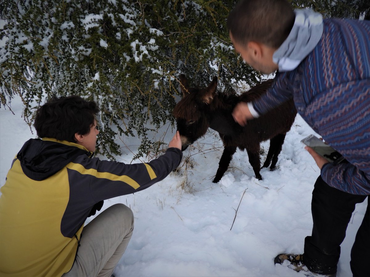 This November was the two year anniversary of Haytem and Samantha here working as research assistants with the Atlas Golden Wolf Project! This winter they are back in the Middle Atlas Mountains to help survey populations of golden wolves, other carnivores, and prey.