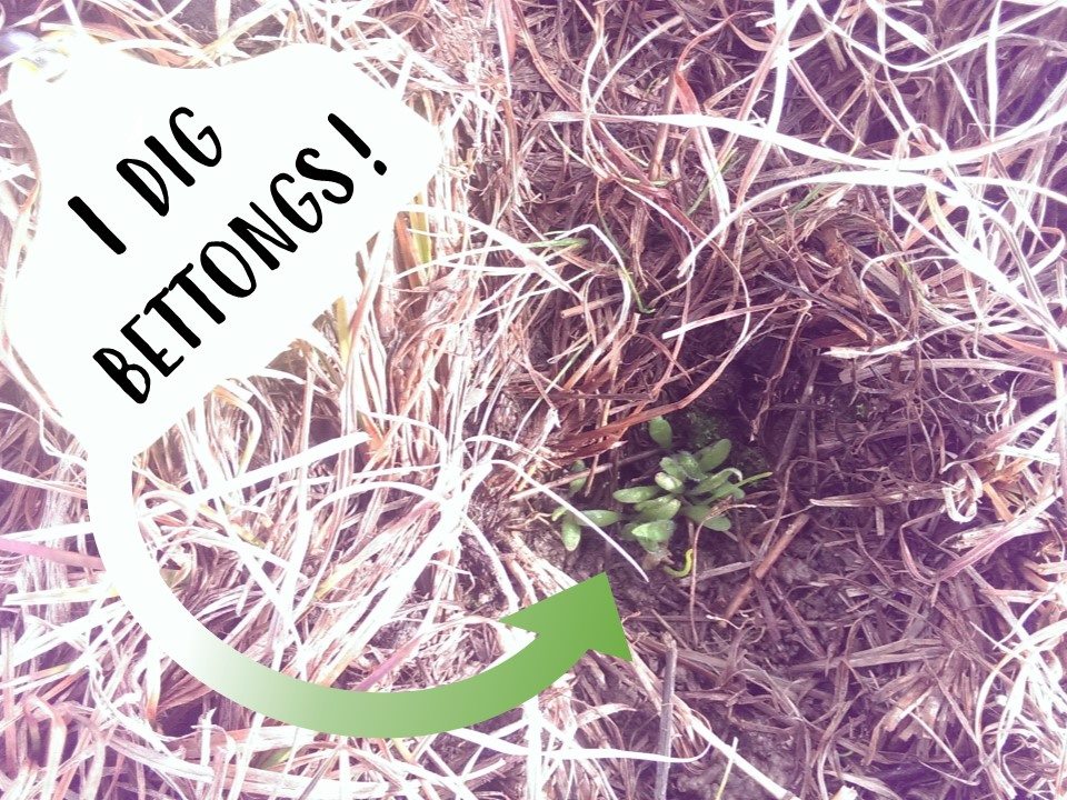 Dr Catherine Ross tweet media