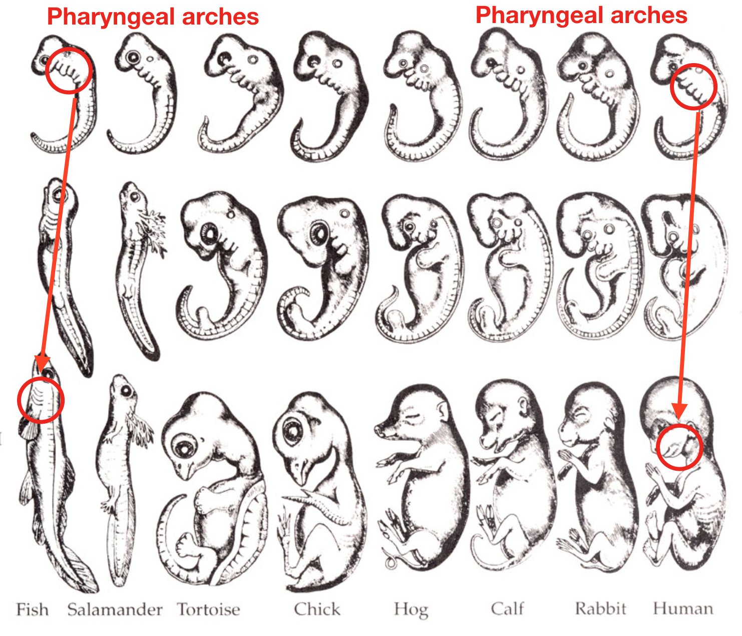 High Seas Science on X: So most obvi place: necks. This is legit the best  place from an evolution and development perspective. The gills of a fish &  your jaw, hyoid bone