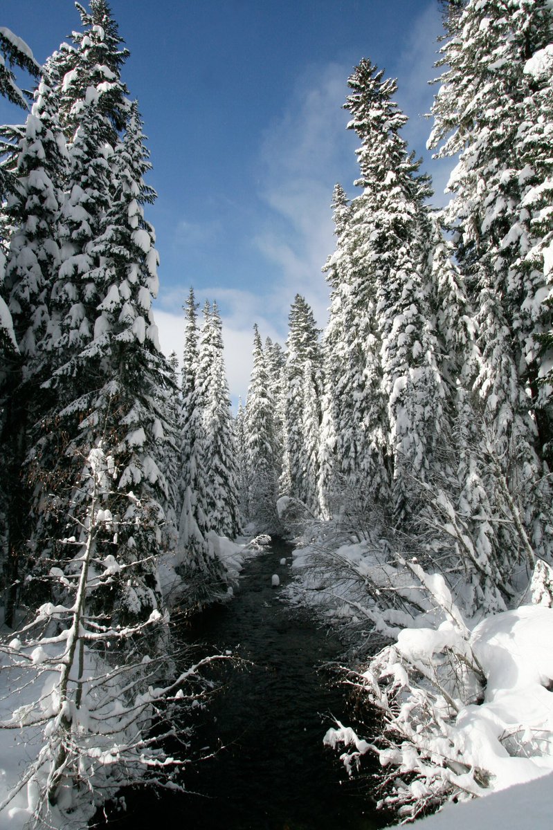 Forest Service NW tweet media