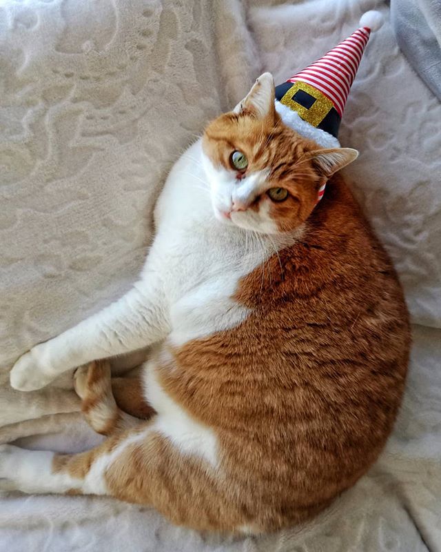 RocketCat88's tweet photo. Reposting @alnifontanobb: - via @Crowdfire
Can Micia 🐈 pass the #Christmas Test? .
.
#residentcat #cat #catsagram #petstagram #catsofinstagram #ilovemycat #gingercat #hotelswithgcats #instagramcats #catoftheday #catlover #passionpassport #instago #bedbreakfast https://t.co/8JaaYR4yLH