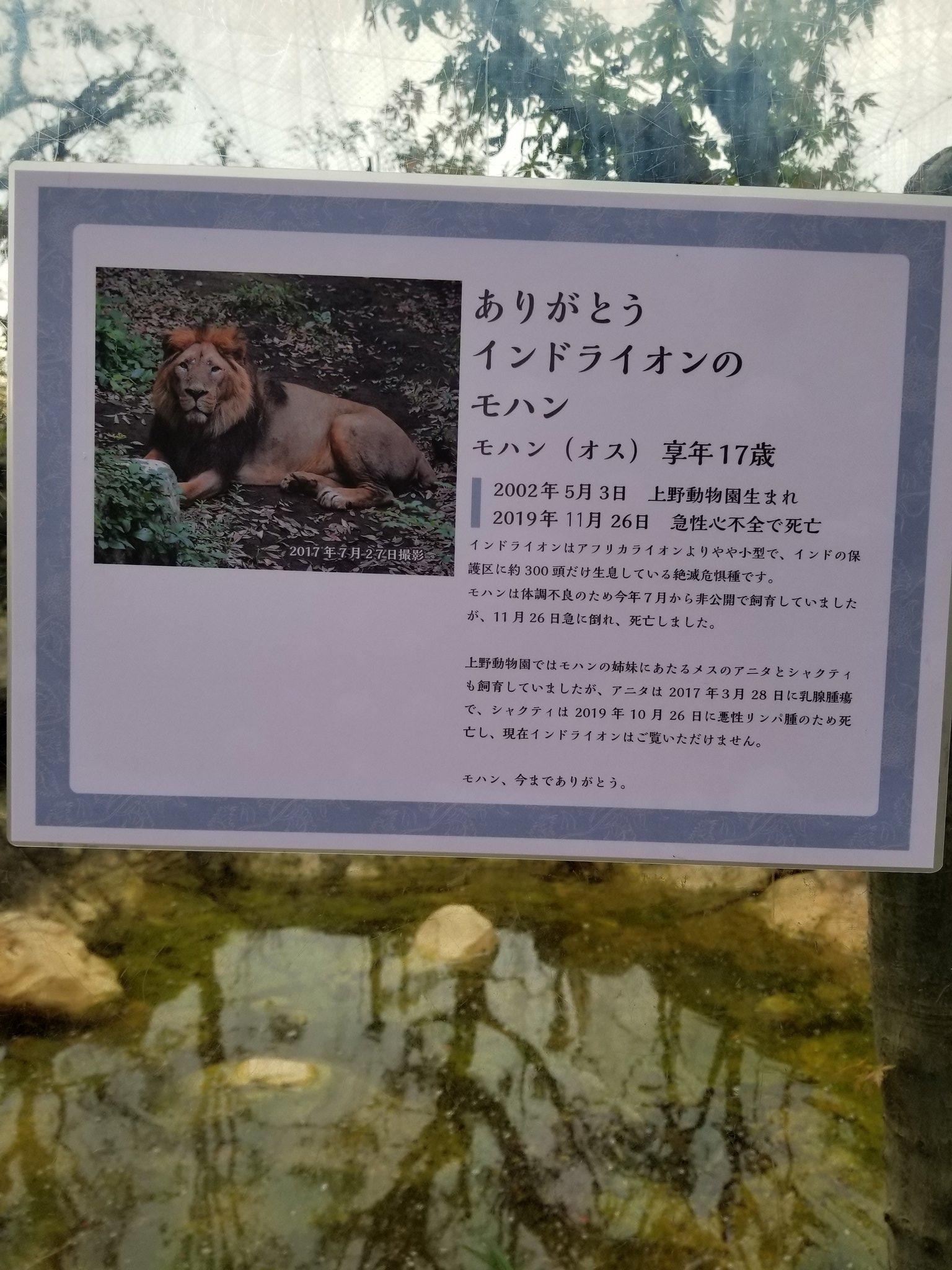 みち 上野動物園で 好きだった インドライオンのモハン が亡くなったと知り 日曜日の昨日 献花 に行きました 沢山の親子連れが 献花台と動物慰霊で 寂しそうにしていました モハン の元気な鳴き声は 沢山の人を元気にして 愛されていたと知り