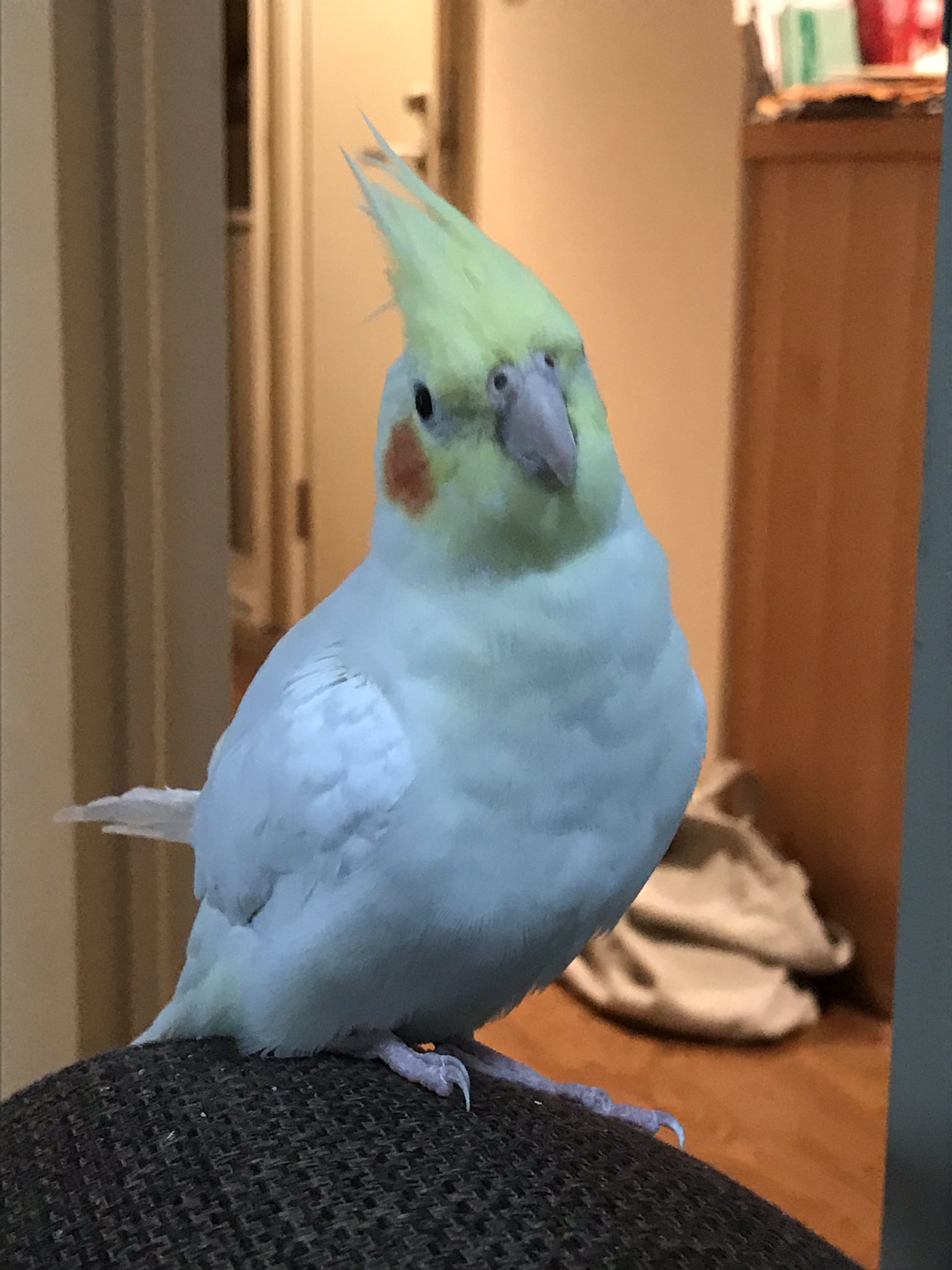 Sa Yu たった今 飼ってたオカメインコが逃げ出したてしまいました 両国一丁目から新大橋方面へ逃げていったのでお見かけした 方がいらっしゃいましたらご連絡お願いします 名前 ソフィ オカメインコ 迷い鳥 探してます T Co Yvby7wkebr