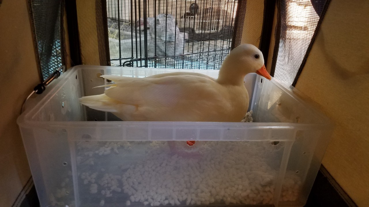 アニマルクックズー本店フラミンゴカフェ En Twitter 雨の日でもゆっくり動物達との時間をお過ごしください アニマルクックズー アニマルカフェ 雨の日でも遊べる 雨の日 家族で体験 体感する 雨の日デート 家族 名古屋観光 室内 ふれあい 動物カフェ