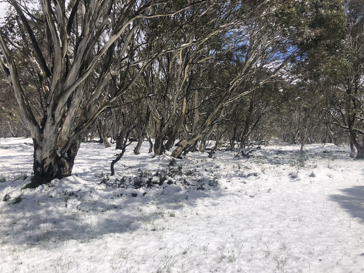 Up high now. Dinner Plain, Victoria. Unofficial arm depth-o-meter says about 15cm of summer snow. It’s December 2