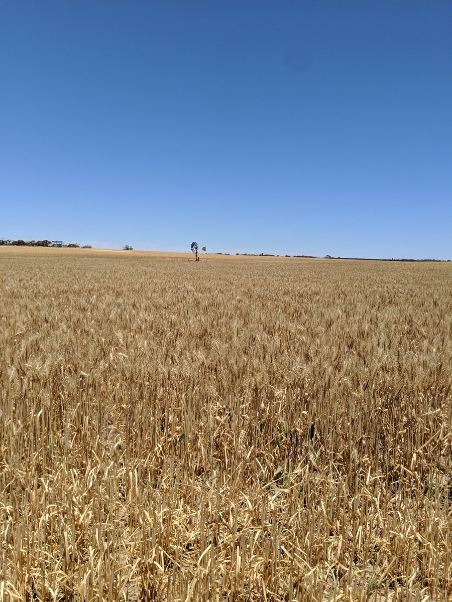 Marshall Crook tweet media