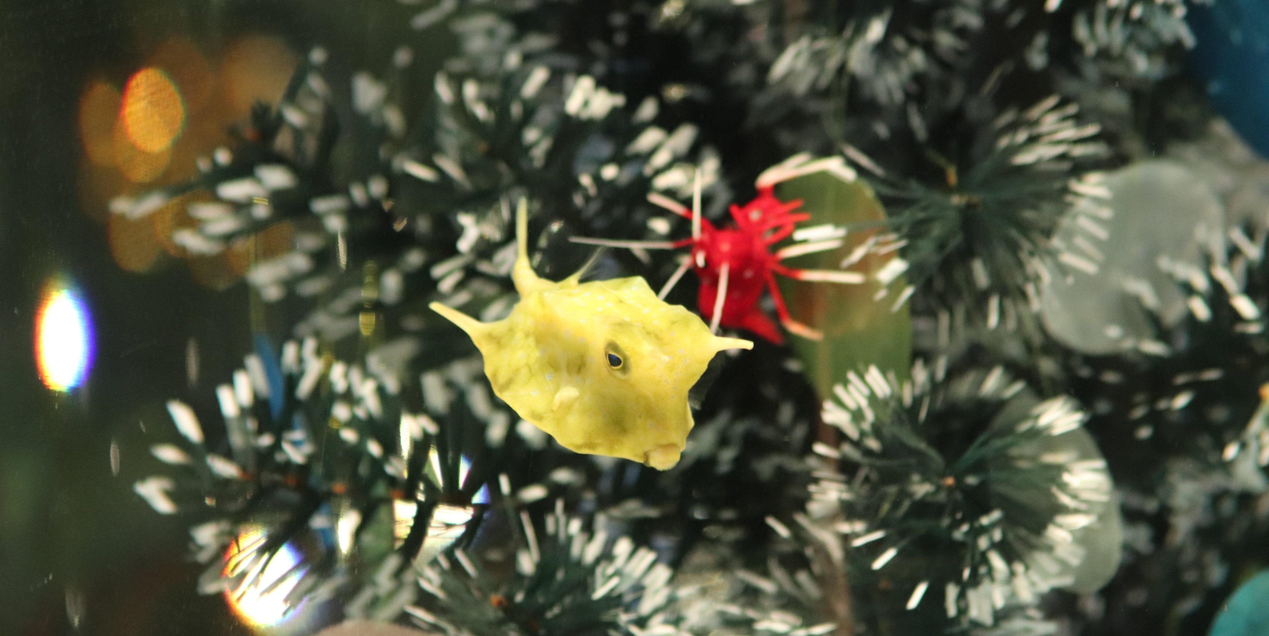 サンシャイン水族館 まるでクリスマスツリー を見ているみたい 黄色いオーナメントのような コンゴウフグ キャンディケインみたいな縞々 オイランヨウジ 他にも クリスマス らしい可愛い生き物たちが 館内入口の特設水槽で皆様をお待ち
