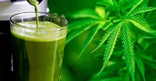 BinaryDocfilms's tweet image. Cannabis: The Most Important Vegetable on the Planet. wakeup-world.com/2015/08/02/can…  #oberfeilderscannabisfarm #binaryrecordingstudio #audiostudio #film #bellinghamrecordingstudio