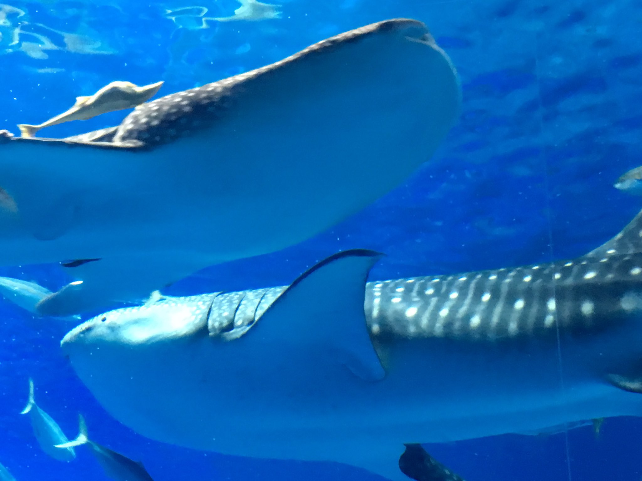 カメ吉 美ら海水族館に到着 ジンベイザメ大きい 美ら海水族館 ジンベイザメ T Co Nadsegfcdh Twitter