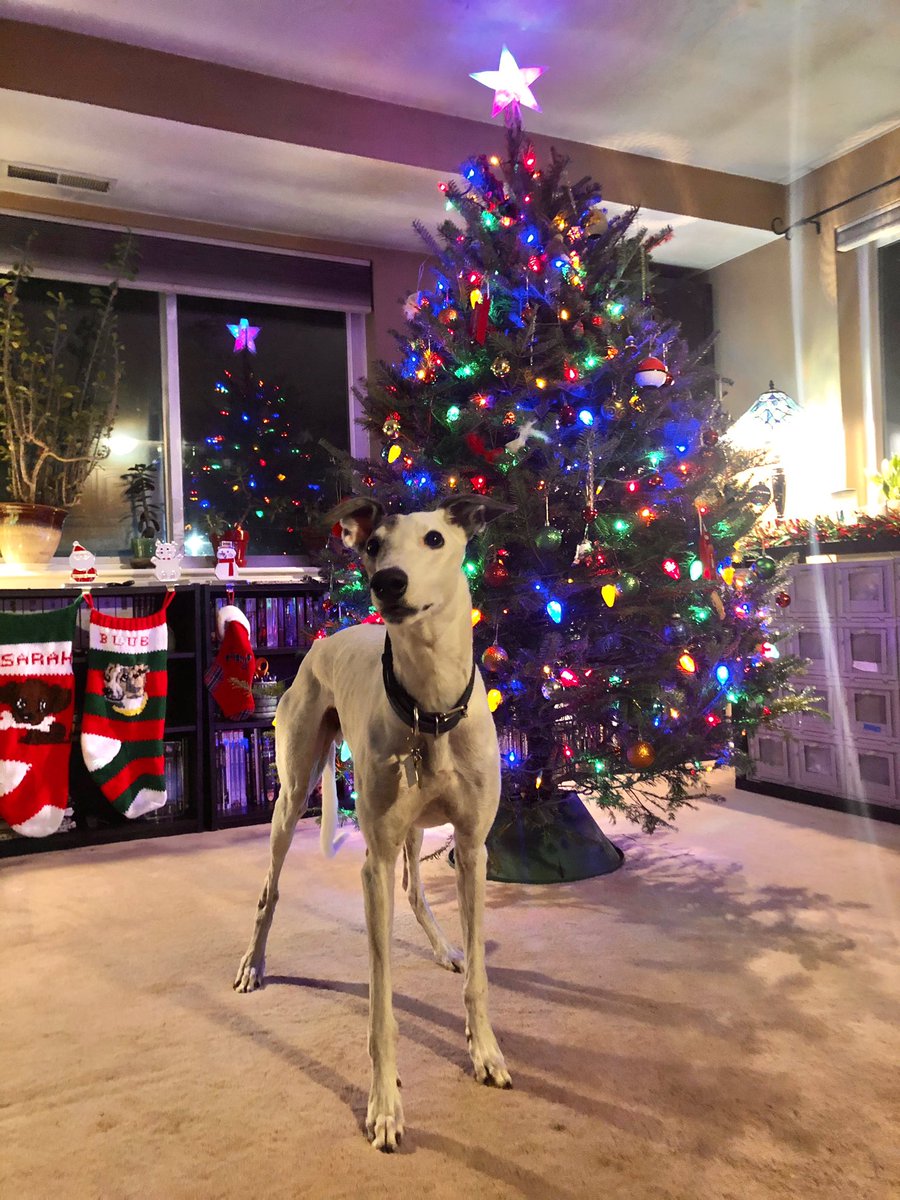Season's Greetings!

Be good to each other. 

And remember, Dodger loves you. 

❤️ #greyhoundrescue #greyhound