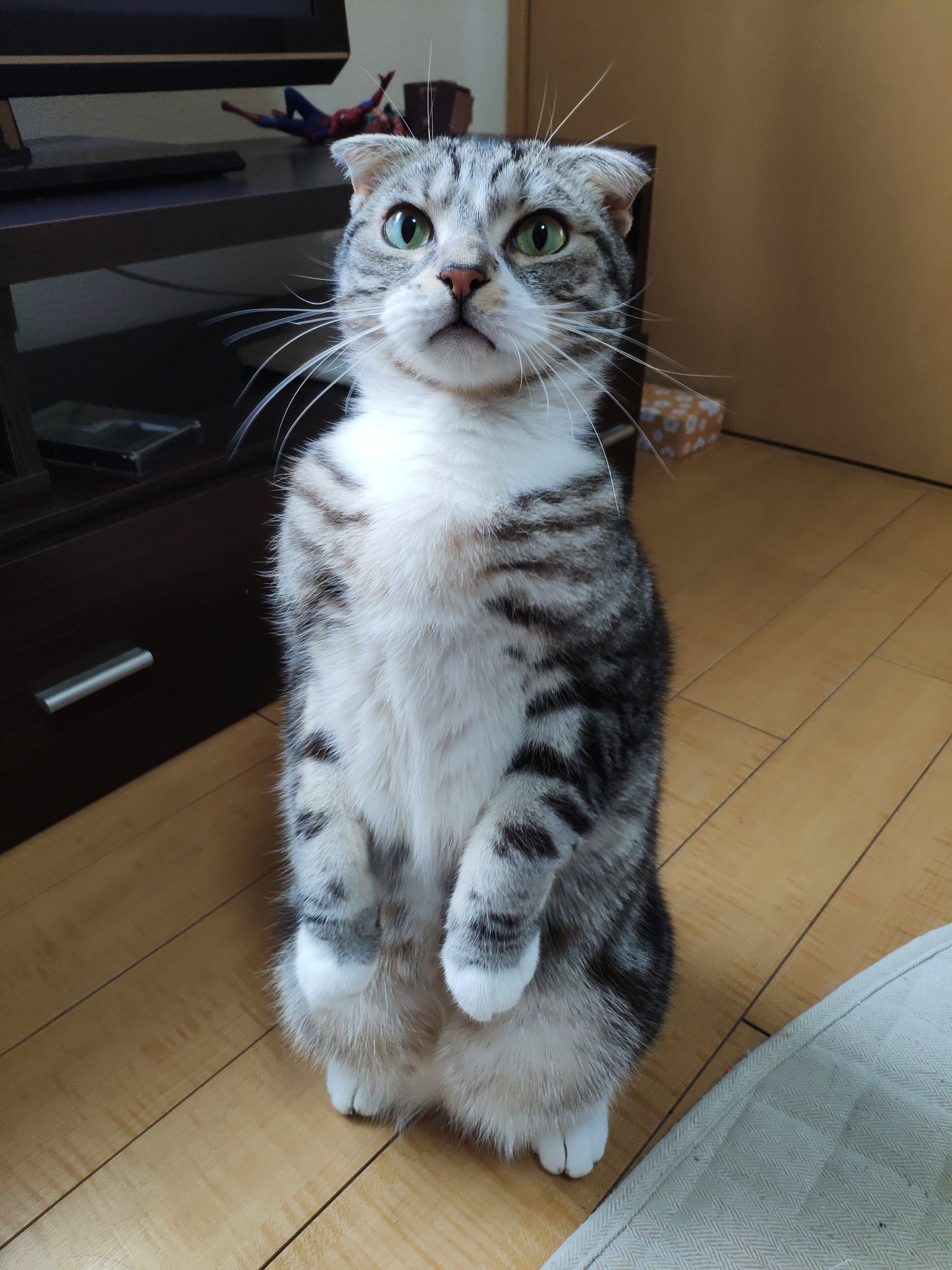 ヴァー と猫 のゆきとふく 知らないうちにnoiconicoのデイリートピックスに挙げてもらえてて 動物動画ランキング載ってた 良かったな ゆきちゃん W Niconico 猫動画 T Co Mts4sfh4mu Twitter