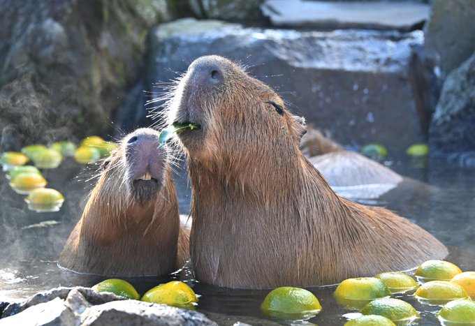 Capybara Chilling In Hot Tub