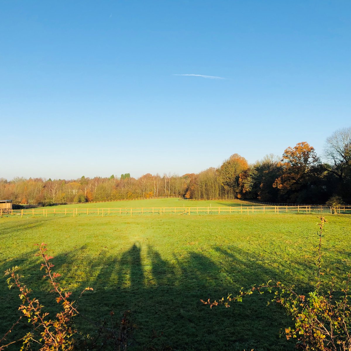 #stockfencing made from round #pressuretreatedwood . Great for horses and sheep but also perfect for protecting precious #planting in your #garden