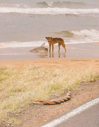 MissyJack O'Lantern #lgbtiqacab on Twitter: "@Lexialex The most photo ever...a dingo eating shark while snakes fuck. I'm sure there's a spider just out of shot... https://t.co/we3pGuaZAu" / Twitter