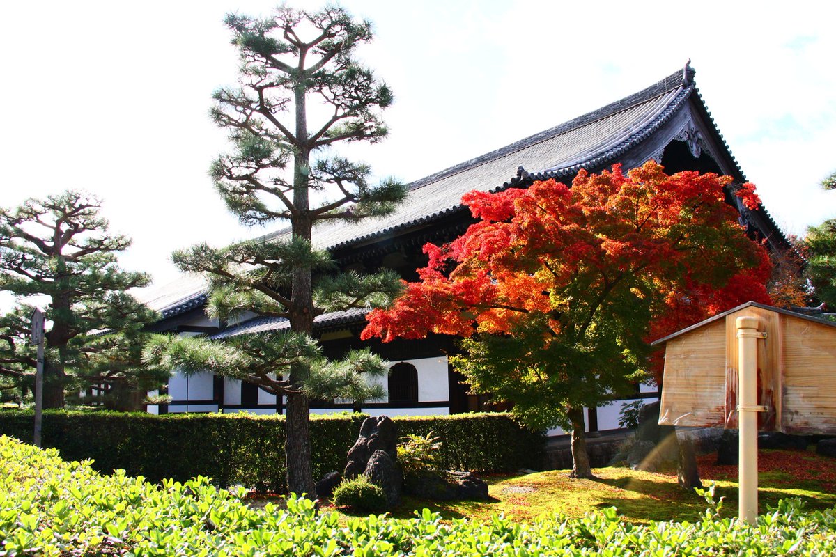 AllJapanTours's tweet photo. Tofukuji Temple in Kyoto. 

#Japan #JapanTravel #JapanTours #Kyoto #TravelPhoto #TravelPhotography #NipponPics #ImagesofJapan #PictureKyoto #KyotoView #Autumn https://t.co/5d3hh1SdgL