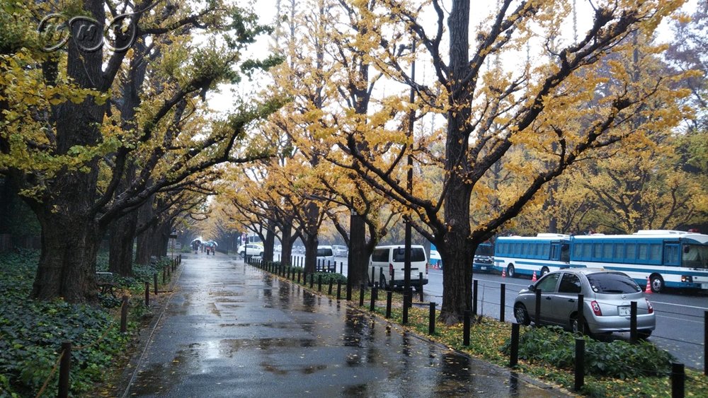 ｎｈｋごごカフェ على تويتر ごごラジ助 きょうはここで ソトこえ なんだよ 藤井まどかアナウンサーが神宮外苑から冬の気配をお伝えします 寒そうだニャ Nhk Gogoradi Nhk Radiru