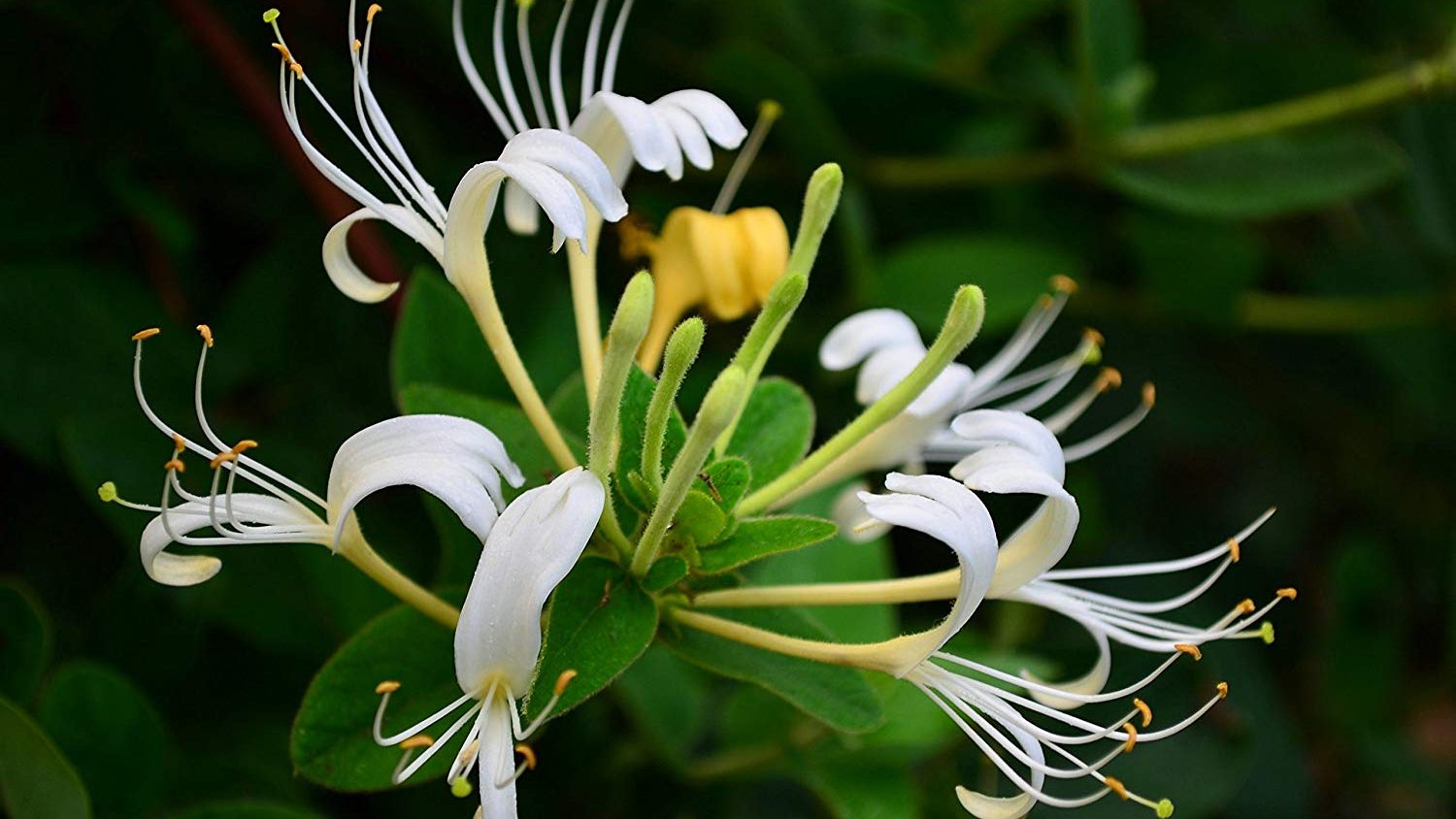 Lonicera japonica Flower