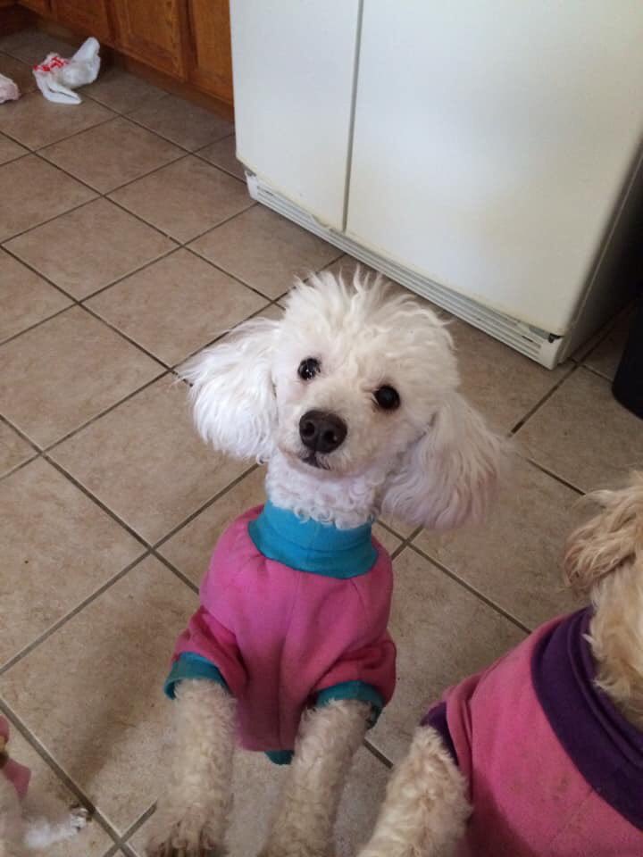 CouncilPass's tweet image. Has anyone seen this dog? Her name is Chubbs &amp;amp; she got out of her home on Nov 27th. She was seen yesterday, Sat. Nov. 30th on De Bona Park near Cantera Loop. Her mother is devastated. Please! Keep an eye out for her &amp;amp; let us know if you see her!! She is wearing a black sweater.