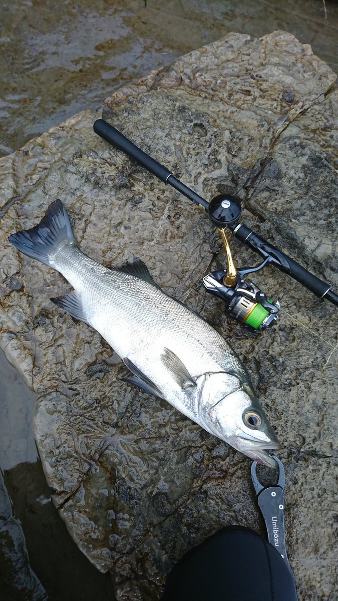 にこすけ 今シーズンやっとヒラスズキ釣れた バイト多発してると思ったら釣れるのはヒラセイゴばっかり とりあえず良いサイズ釣れて良かったぁ ヒラスズキ 外房 磯釣り にこすけ 今シーズンやっとヒラスズキ釣れた バイト多発してると思ったら釣れるのはヒラセイゴばっかり とりあえず良いサイズ釣れて良かったぁ ヒラスズキ 外房 磯釣り
