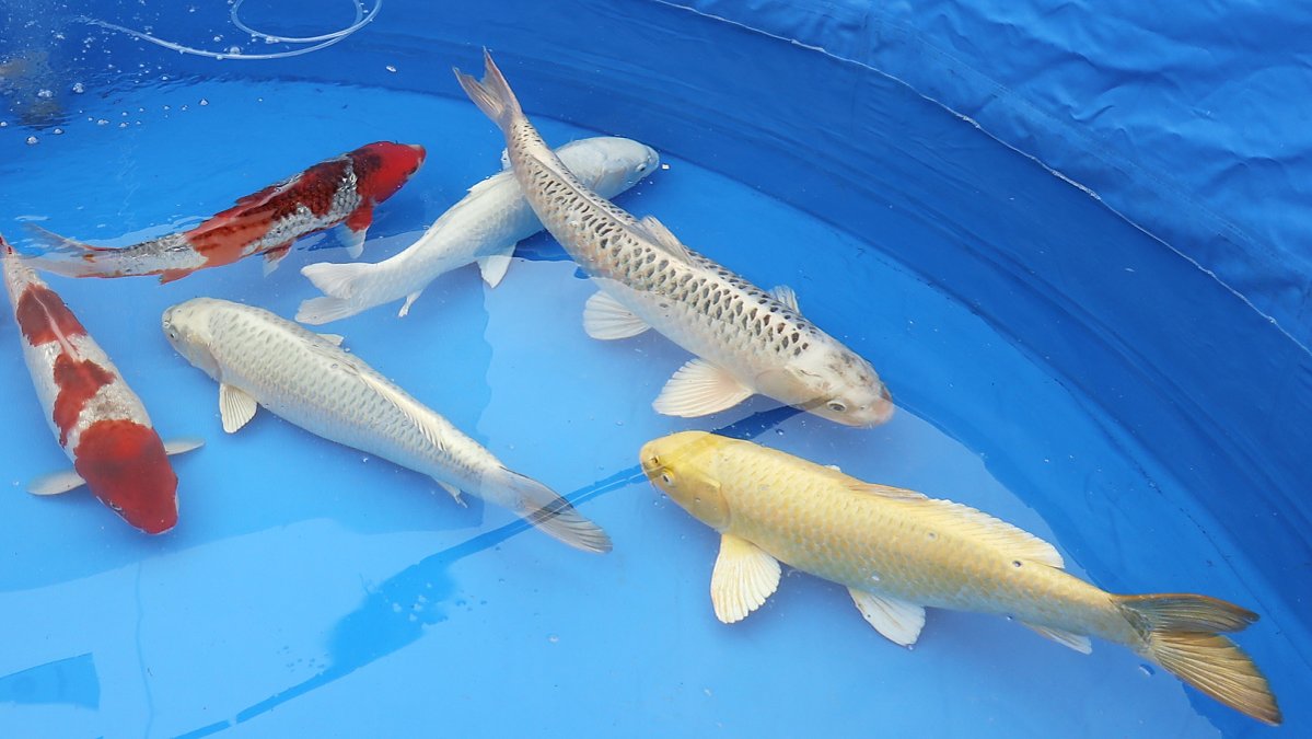 新潟錦鯉 にいがたにしきごい 品種名が入ったのはこちらスイ 錦鯉 ニシキゴイ Koi T Co Bpenkui8wp Twitter 新潟錦鯉 にいがたにしきごい 品種名が入ったのはこちらスイ 錦鯉 ニシキゴイ Koi T Co Bpenkui8wp Twitter