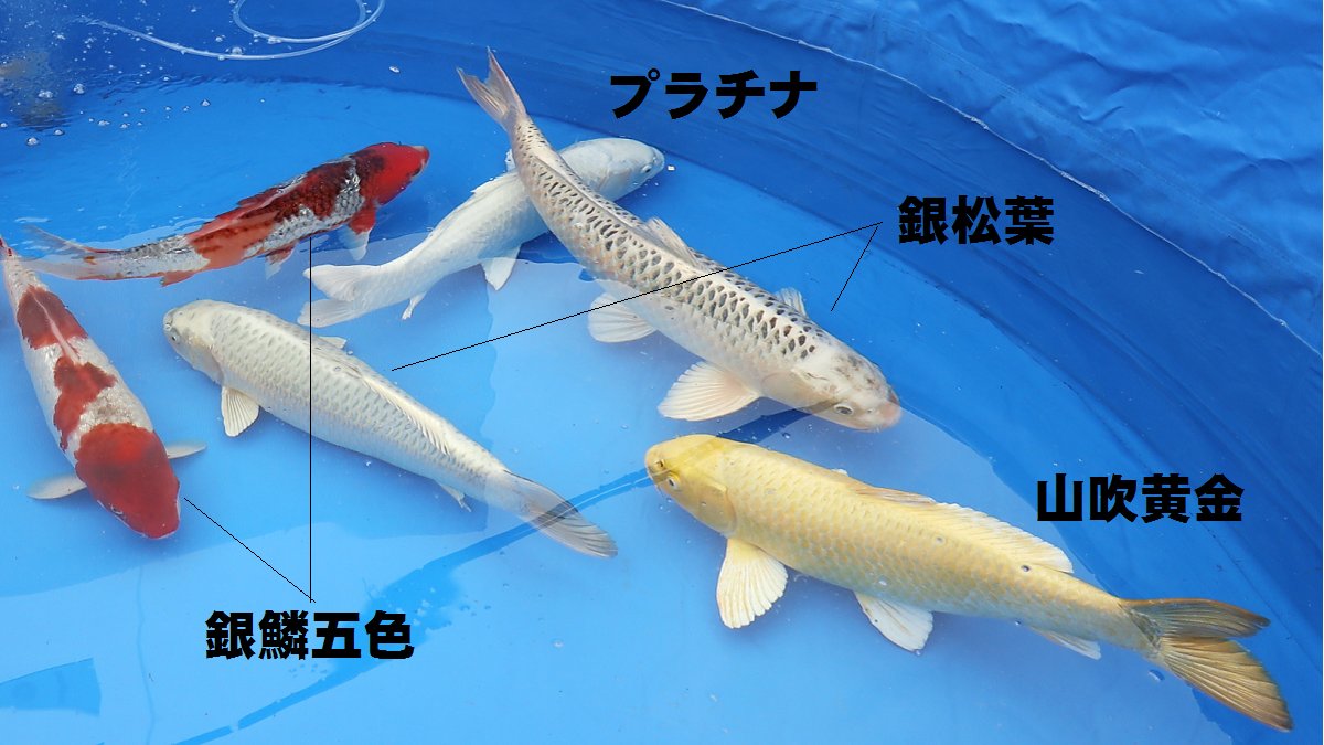 新潟錦鯉 にいがたにしきごい 品種名が入ったのはこちらスイ 錦鯉 ニシキゴイ Koi T Co Bpenkui8wp Twitter