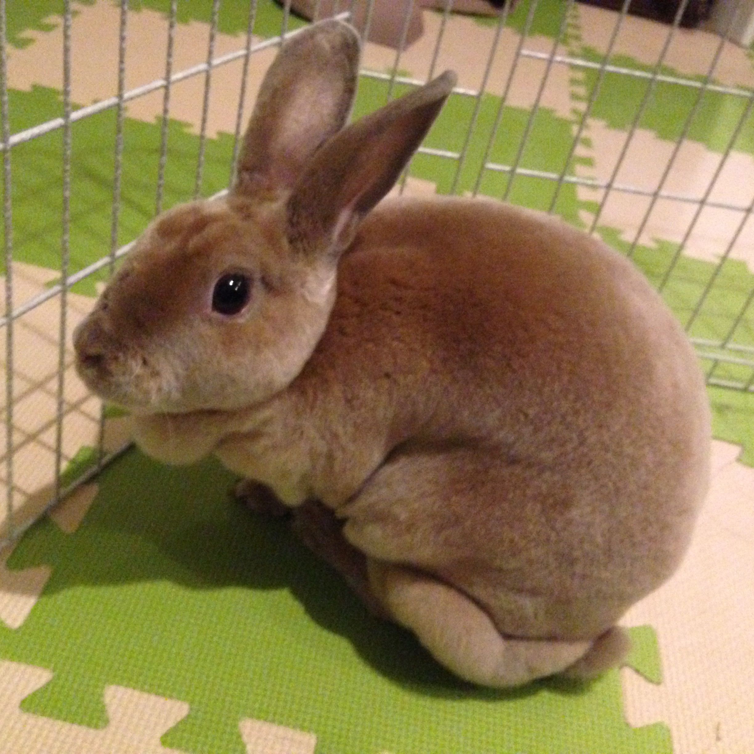 うさゆ 大阪うさぎと小動物のカフェ Usayu3 Twitter