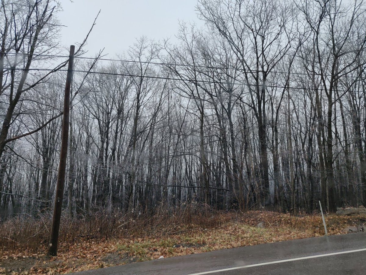 __xxbekahxx__'s tweet photo. Im thankful the trees didn't look like this during our tree quiz. They're covered in ice 😲. #ees152 https://t.co/kwDankBuji