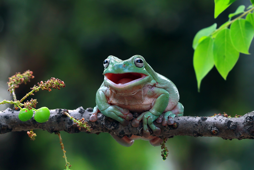 CGTNOfficial's tweet photo. #MostWatched What's so funny? 

A green tree frog, also known as dumpy tree frog, was caught "laughing" while hanging on a branch in Jakarta, Indonesia🐸 https://t.co/ix1gSrYq7y