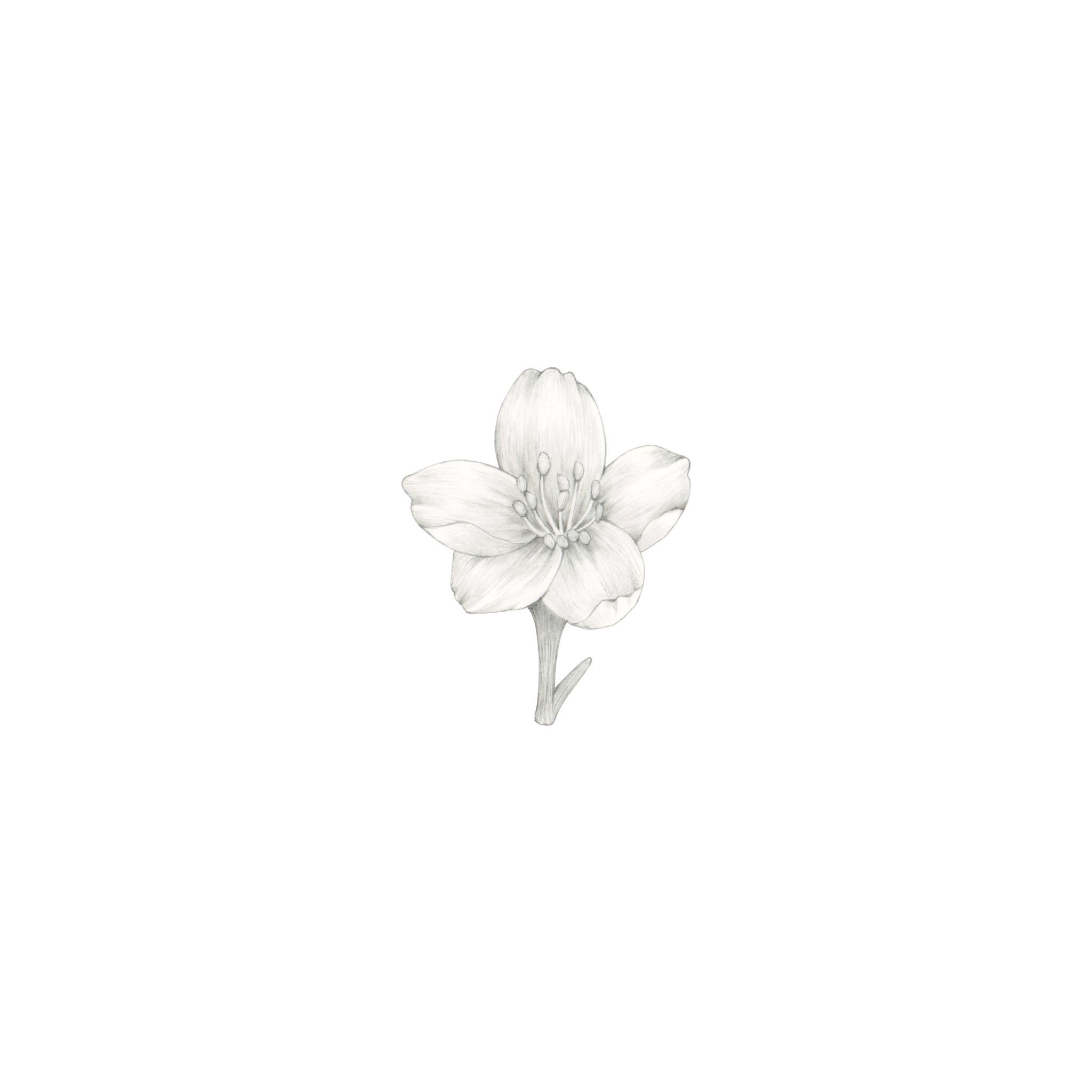 中上あゆみ 原画です ジャスミンの花です Illustration 絵 鉛筆画 T Co Swqy1bxm05 Twitter
