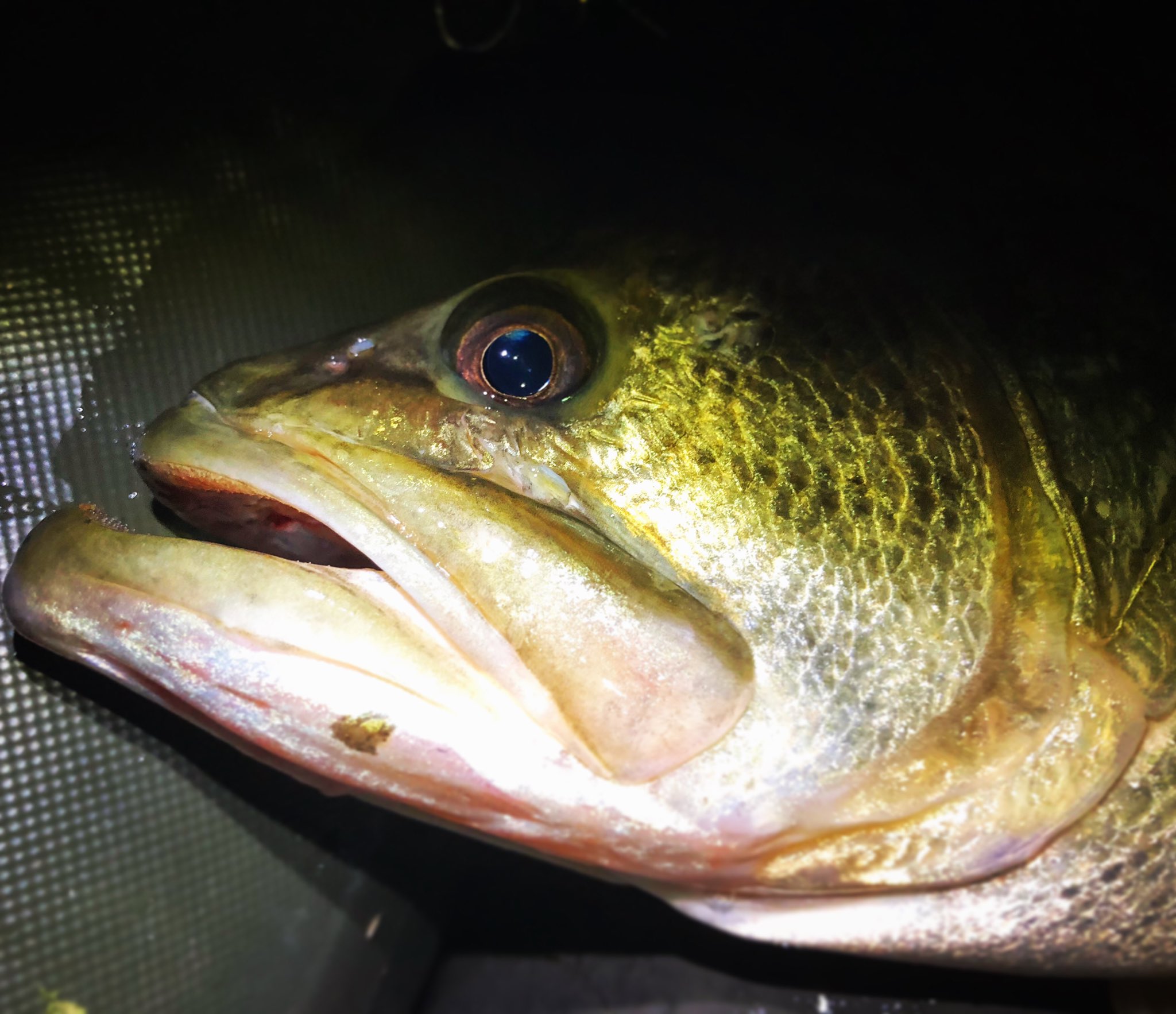 Observemyself 魚 ブラックバス の顔 ちょっと怒ってるようにも見える笑 釣った魚の顔を良く観察すると突然釣り上げられてビックリしてたり 睨みつけるように怒っていたり 当然だけど魚にも感情があるんですよね バス釣り Bassfishing T Co