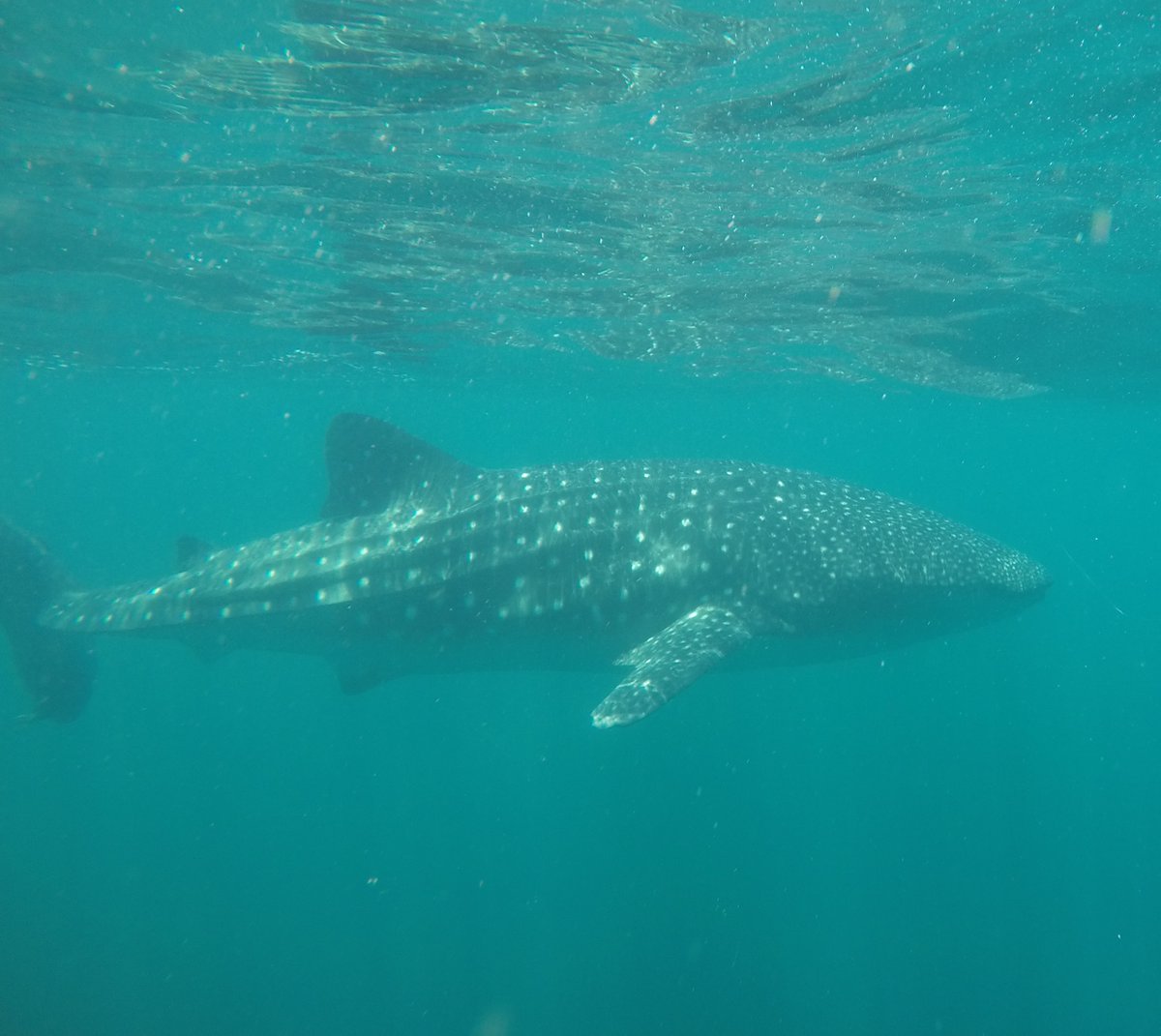 #SeekingSurvivors #fieldwork is not only about #coral! Sometimes we are lucky enough to meet the bigger creatures of the #Ocean. #whaleshark #CostaRica #ACG #MarineBiology #ThinkOcean #Conservation