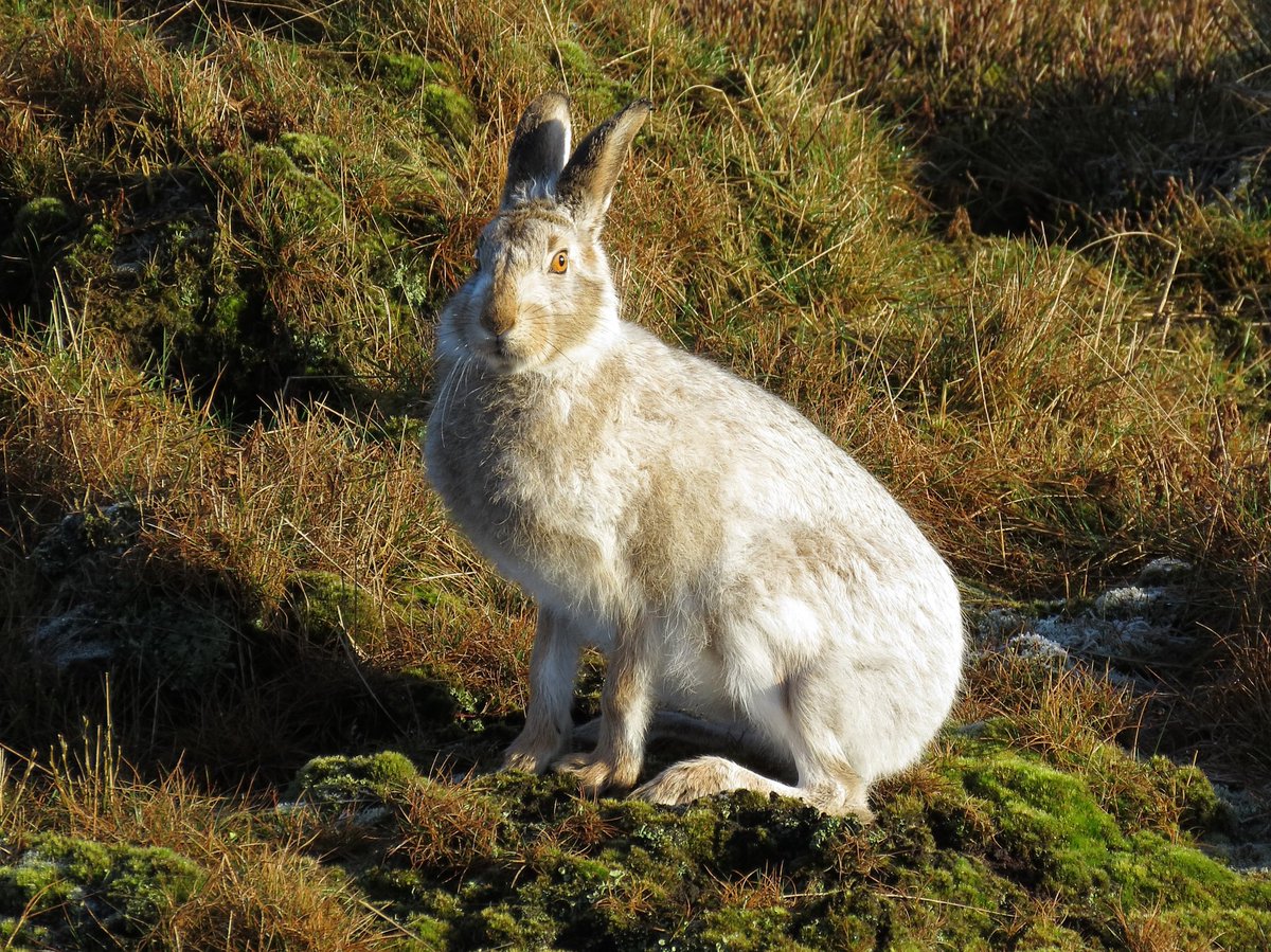 A few of my photos from yesterday's #MountainHare Photography Day in the #PeakDistrict.
Join us throughout the winter for a unique private guided nature experience.
@vpdd @pdnp_foundation @peakdistrict #MyMicrogap #loveUK #countryfile