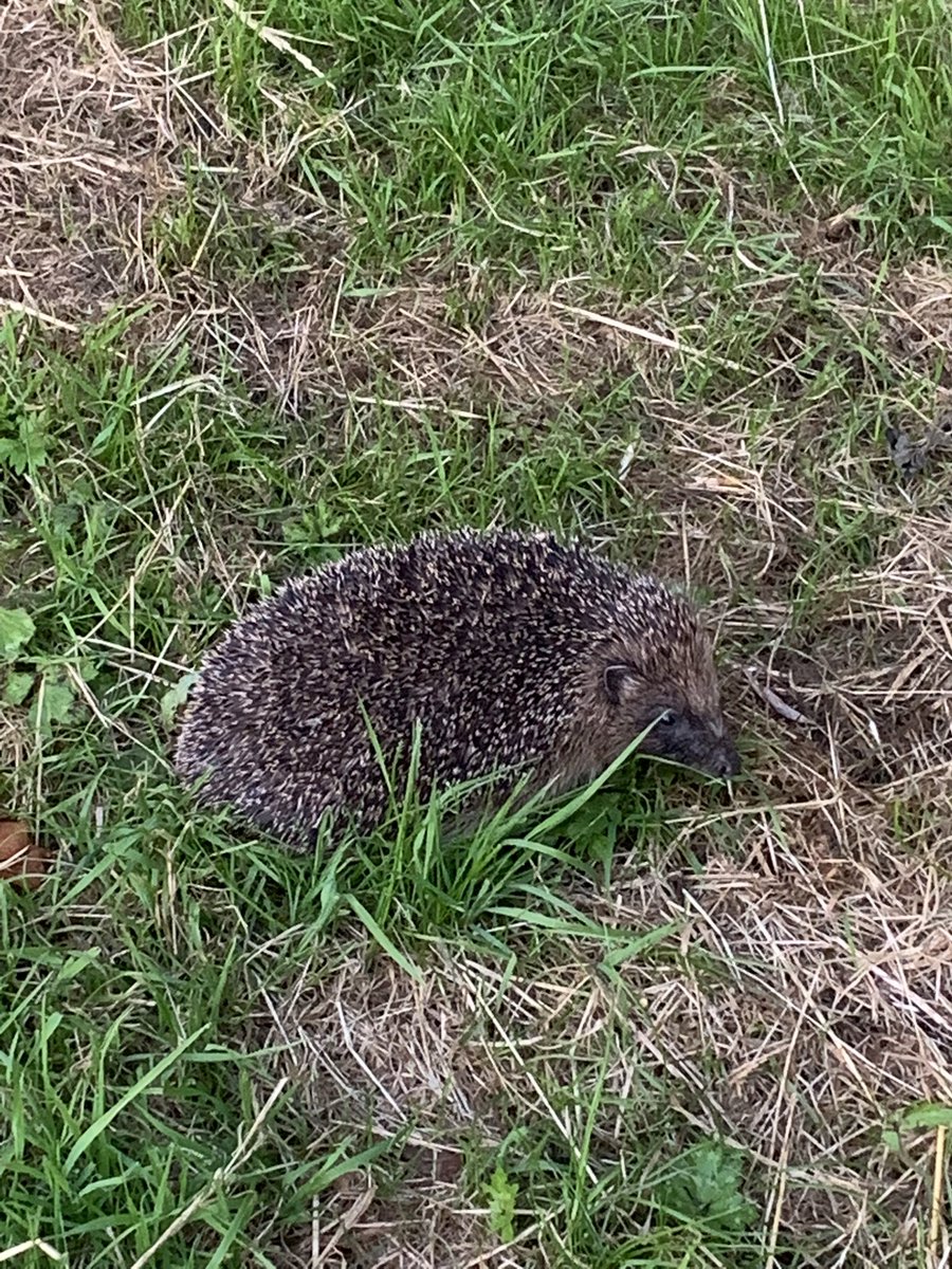 Environmentalist : ‘You don’t see lapwings, house martins, brown hares and hedgehogs any more because modern agriculture has killed them all off.’

Me: ‘Hold my beer.’ 🍺🍺
