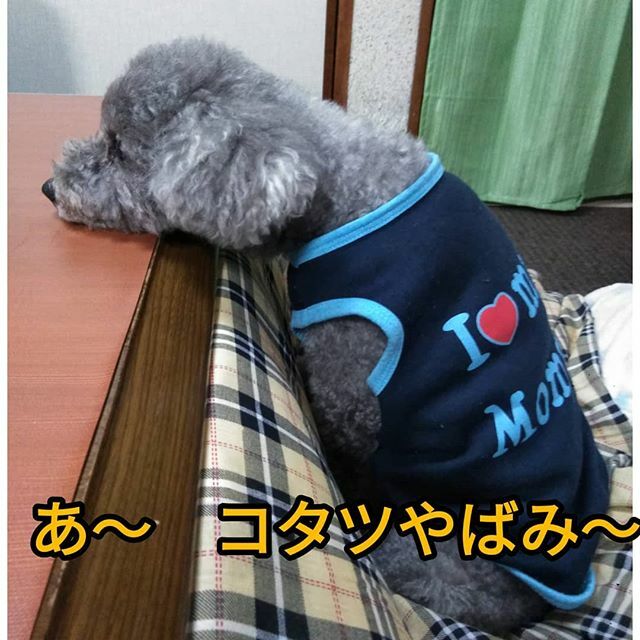 フランソワ王国 フランソワ王国