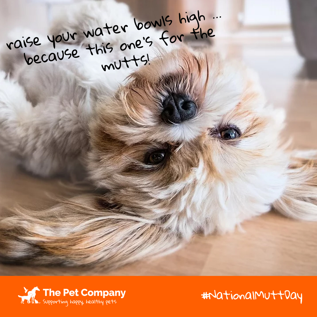 It is #NationalMuttDay everyone!

What better day to celebrate the existence of our mutts?! 🐶
