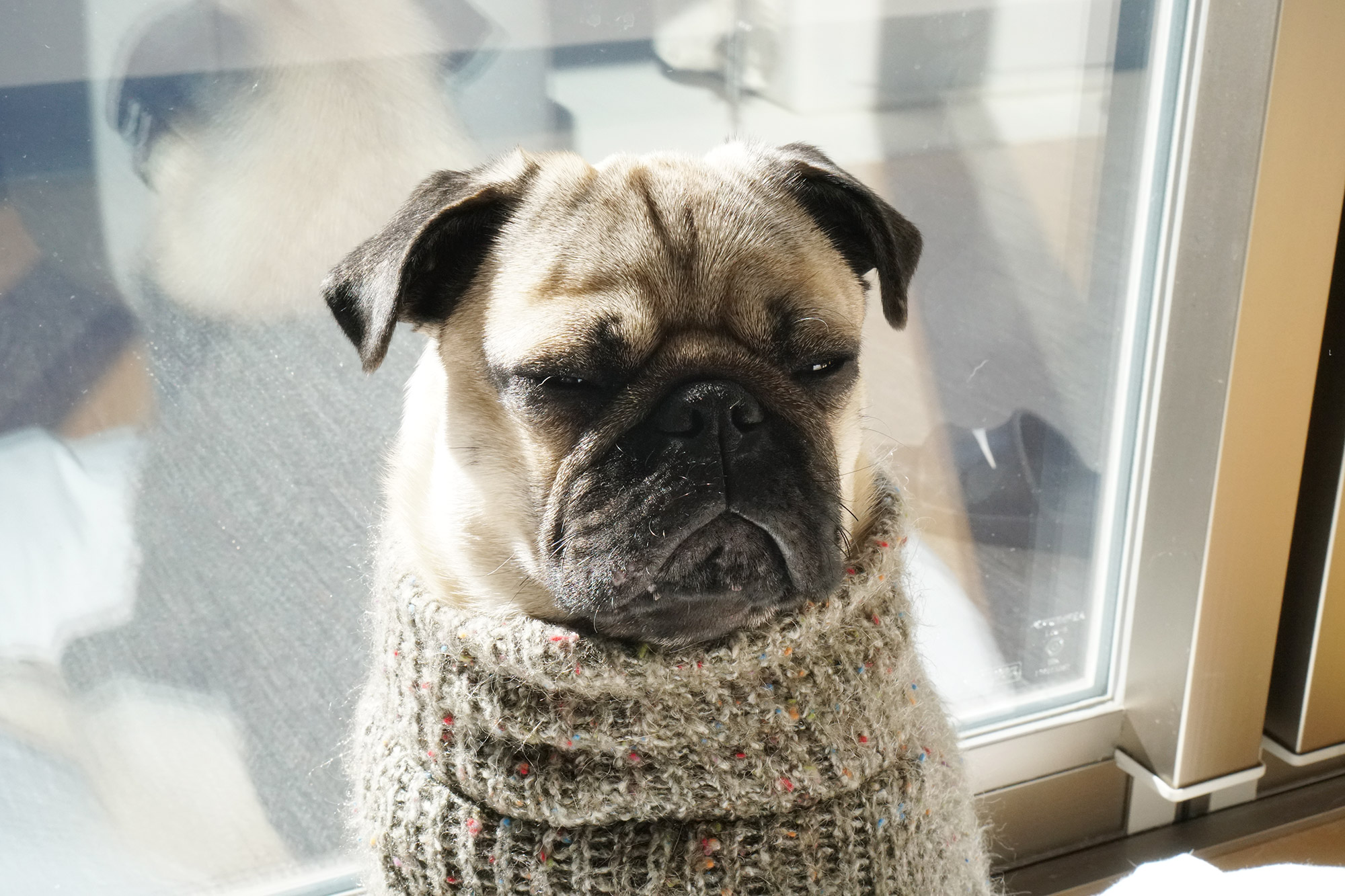 パグログ Pug Log Twitter