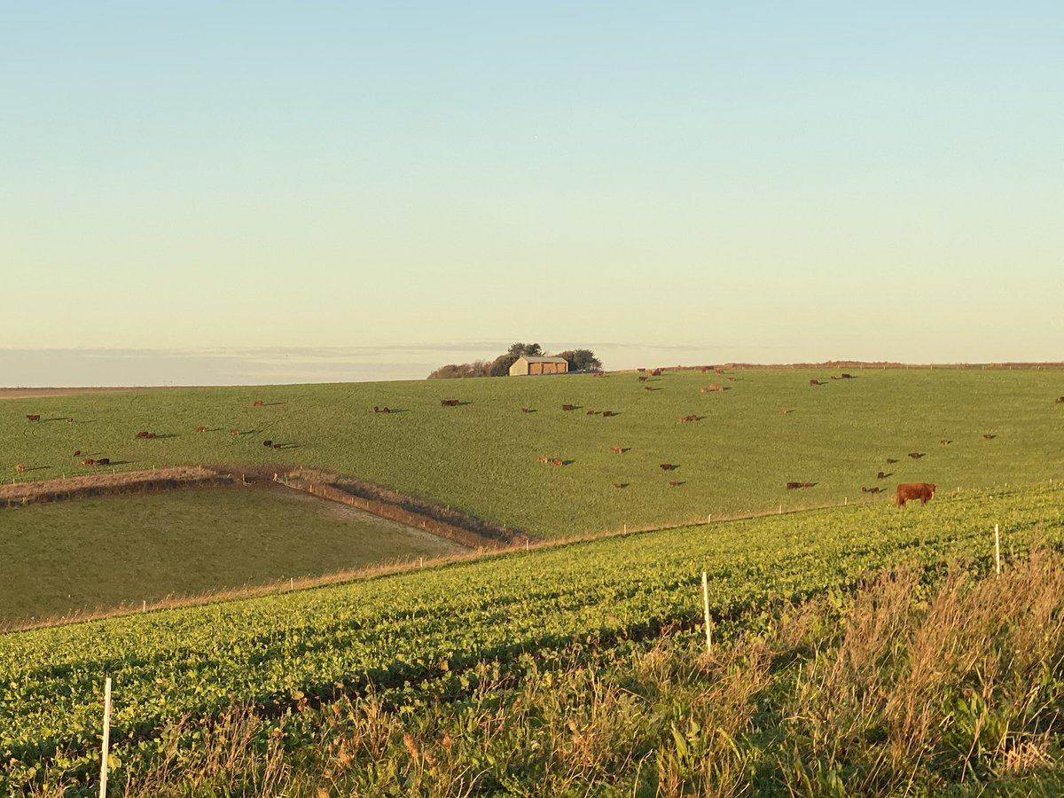 These Sussex cattle will spend the winter grazing stubble turnips, returning organic matter to the soil before the field grows a crop of spring barley #farmingcares