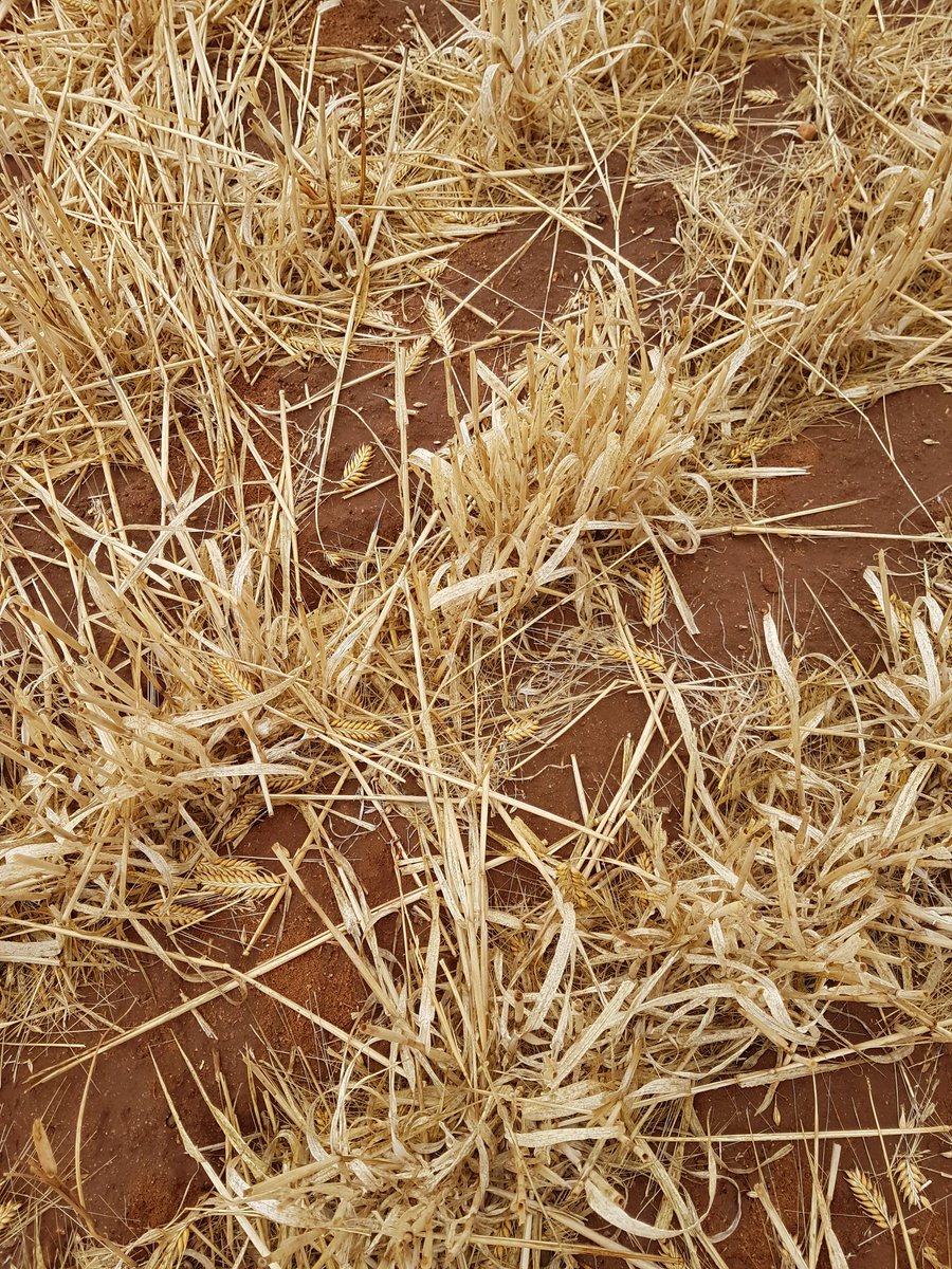 Leon & Gina tweet media