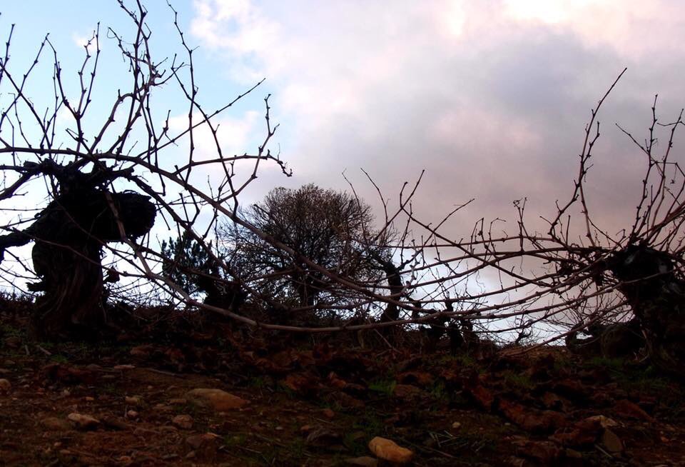 PeiqueBodegas's tweet photo. ¿Cuál es la clave de nuestros vinos de familia? El suelo, el clima y la labor creadora al estilo Peique. 

¡Cuidemos nuestro entorno! Feliz lunes desde El Bierzo 🍷. https://t.co/UeyMnAxSNN