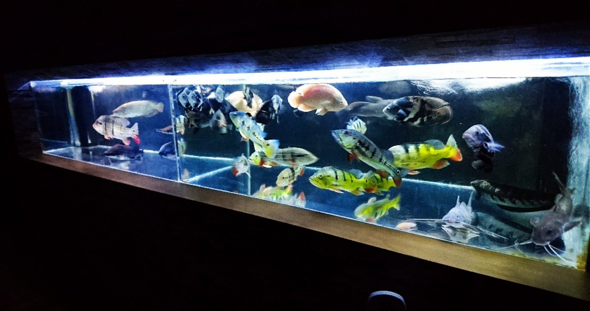 PoYmd's tweet image. 全裸で撮った水槽