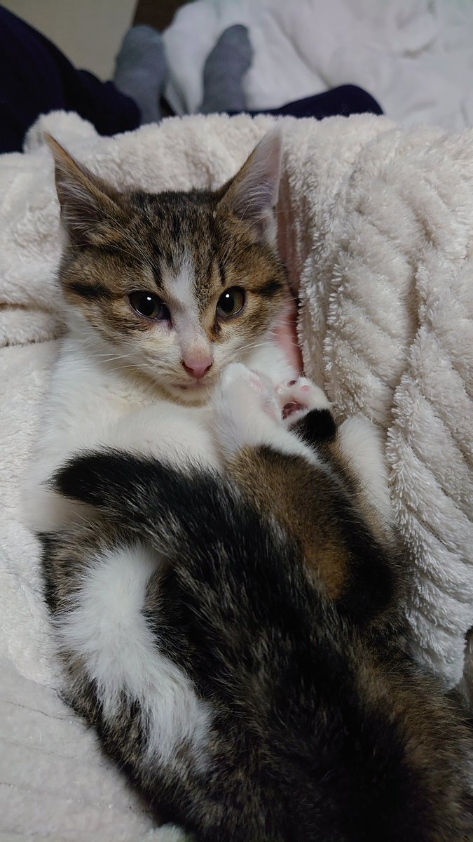 柴犬こうたと猫のロト V Twitter 昨日お伝えしたとおり 猫ちゃんを飼い初めました 名前はロトです ドラクエ好きなのでそこから名前を つけました 笑 猫は甘えてくれてかわいいですね いっぱいご飯食べてこうたと仲良く 元気に育っていってほしいな ロト