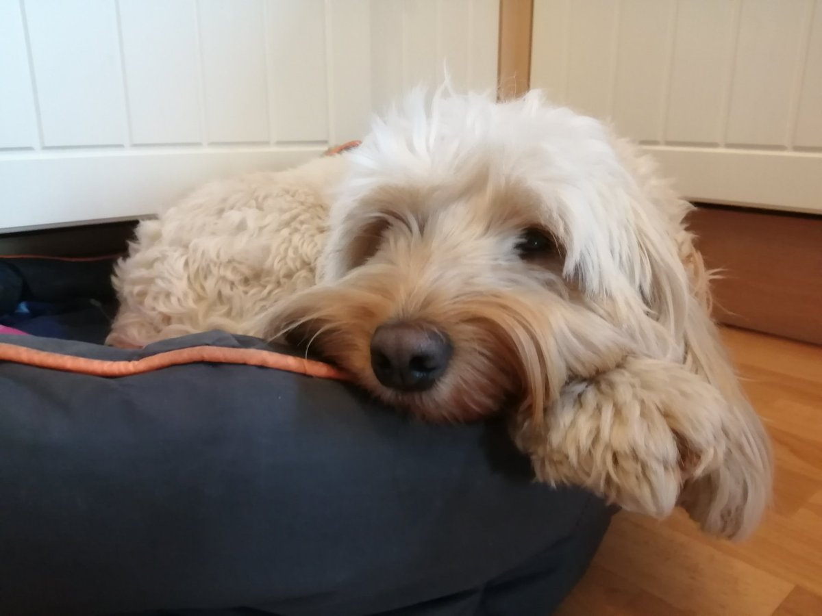 drneilharris's tweet photo. @CardiffUCU @CraigTweeted @GassnerG_ @Rich_Gale_T12 @ant_x_ince This was meant to be Lola's first #dogsonpicketlines moment too! #ucudogs She is gutted @CardiffUCU https://t.co/ncDBFhxP3W