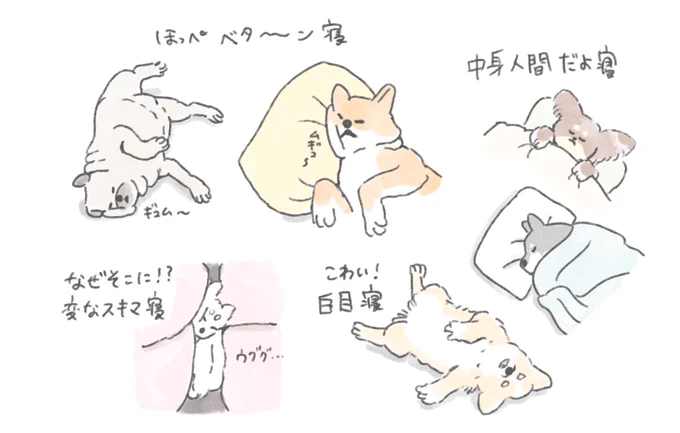 【おいぬのお願い】
おいぬのイラストを描いています。
もしよろしければ皆さんとおいぬのエピソードやイチオシのお写真、うちの子あるあるなどお聞かせいただけないでしょうか?うちの天使を見てくれー!でも構いません!イラストの参考にしていいよ〜!という方ぜひよろしくお願いいたします? 