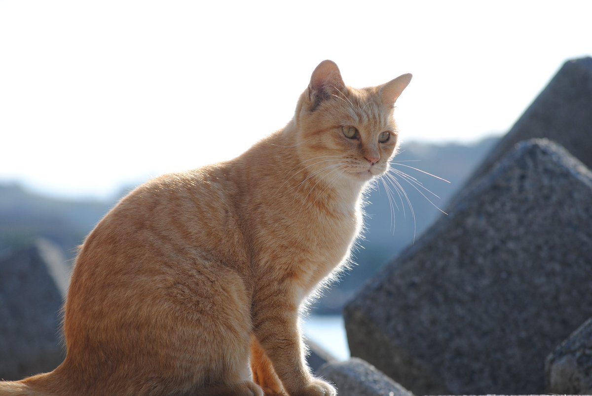 13tshashi's tweet image. Cats in December 
#bombalurina  #TaylorWins10s