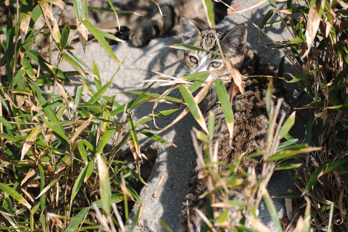 13tshashi's tweet image. Cats in December 
#bombalurina  #TaylorWins10s