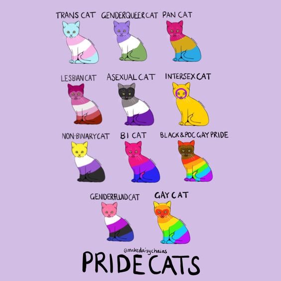 LGBT_BSixth's tweet image. Happy Monday everyone! What could be better than pride cats to start off your week? 😊🏳️‍🌈🌈😸@BlackpoolSixth @B6Council @LGBTOutnAbout @UnityLgbt #pridecats #pride #lgbt