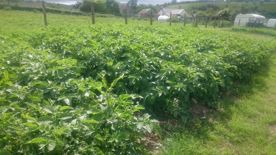 DEandmore's tweet photo. When tested in a market garden trial, our soil conditioner resulted in germination for almost all seed varieties being between 10% and 20% faster. #diatomaceousearth #soilhealth  https://t.co/xyNl6WicOR https://t.co/mLU5pgmItk
