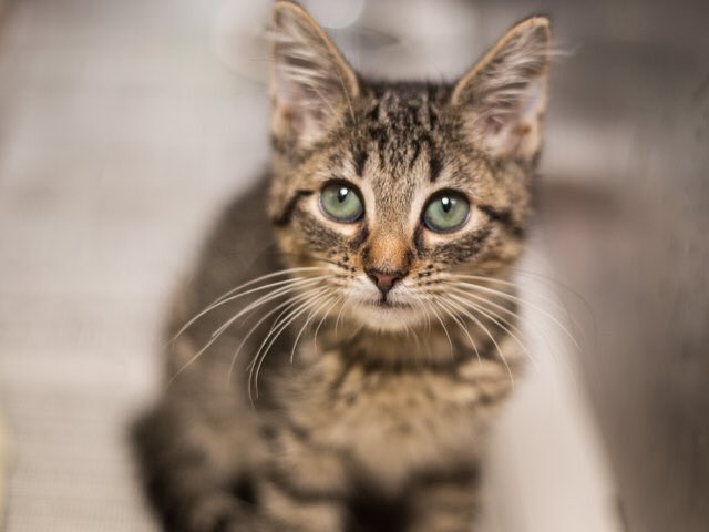 A_Oberlander's tweet photo. Plenty of kittens @CMPD_ACC, your Charlotte animal shelter. Head over for a visit... or even a new family member! #CatsOfTwitter #kittens #AdoptDontShop https://t.co/yZVTHCVZmR
