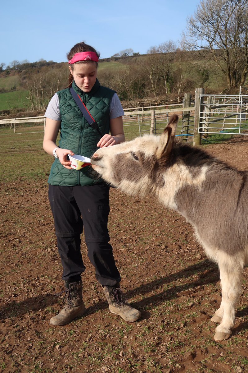 dinky_donks's tweet image. Fact: Donkeys are able to internally recycle nitrogen (N) but horses can’t. N is the breakdown product of protein &amp;amp; is excreted in urine in horses. When protein is low for donkeys they can obtain most N from their internal recycling  system so require less protein than horses!