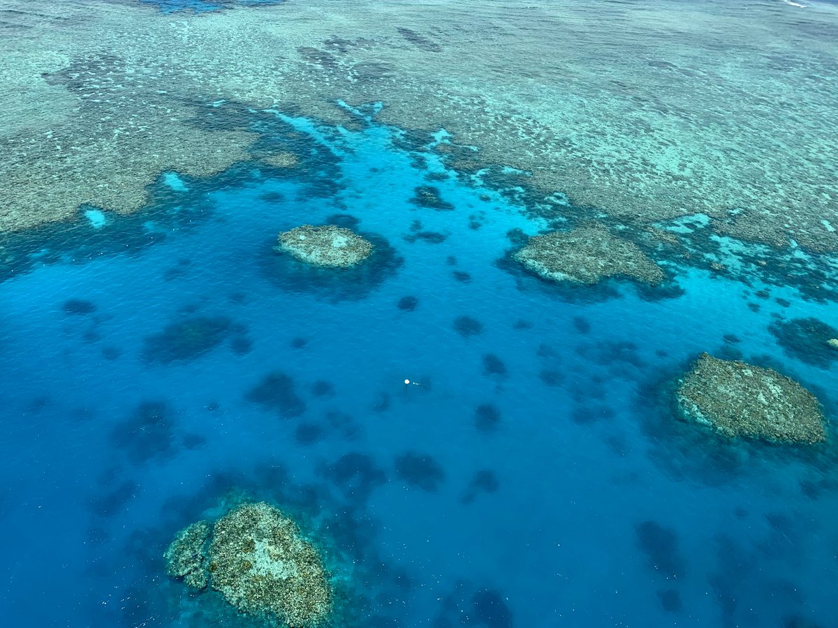 #moorereef #greatadventures #Cairns